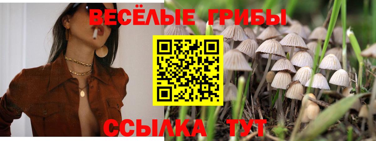 Псилоцибиновые грибы GOLDEN TEACHER  закладка  Вход с VPN  Избербаш  Псилоцибиновые грибы MAGIC MUSHROOMS 